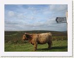 1066-Dartmoor Highland Cattle * 800 x 600 * (58KB)